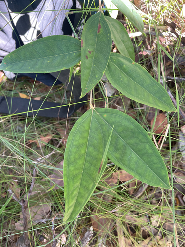 Rhodomyrtus trineura observed 2026-05-31