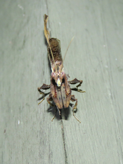 Stenophylla cornigera