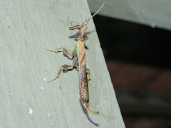 Stenophylla cornigera