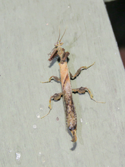 Stenophylla cornigera