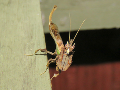 Stenophylla cornigera