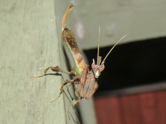 Stenophylla cornigera