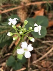 Cardamine trifolia
