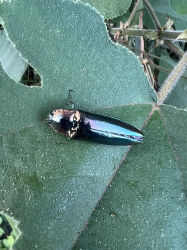 Campsosternus auratus