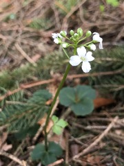 Cardamine trifolia