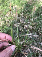 Carex umbrosa