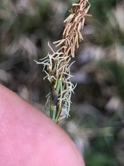 Carex umbrosa