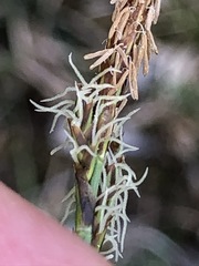 Carex umbrosa