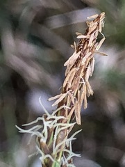 Carex umbrosa