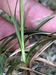Carex umbrosa