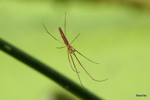 Tetragnatha nitens