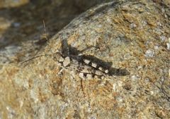 Heliastus sumichrasti