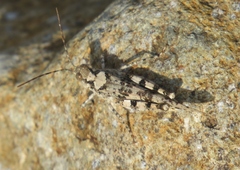 Heliastus sumichrasti