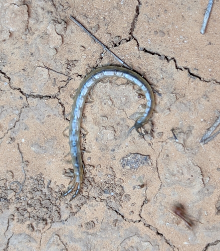 Arthrorhabdus pygmaeus