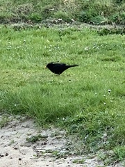 Turdus merula