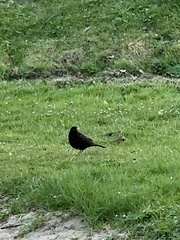 Turdus merula