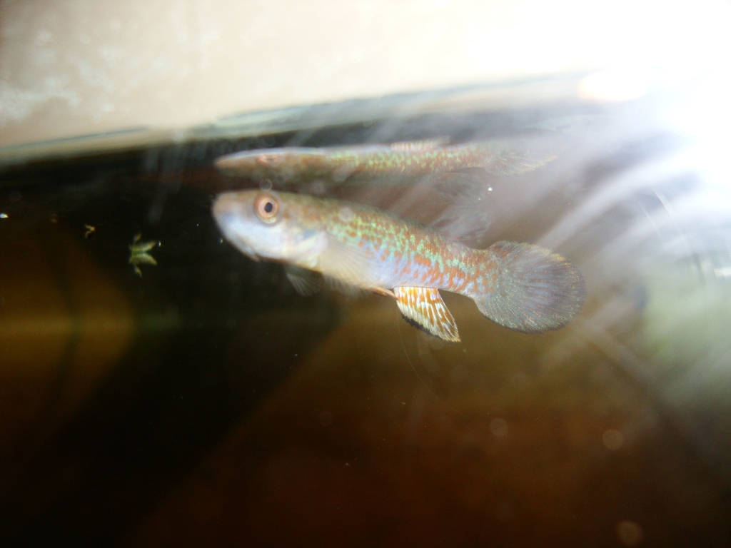 Killifish