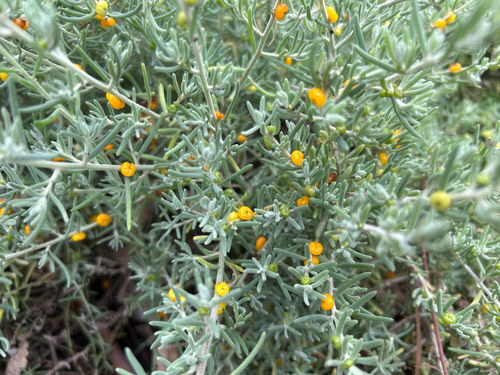 ruby saltbush