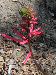Erythrina herbacea