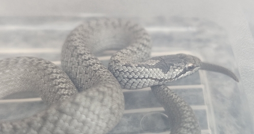 Smooth Snake