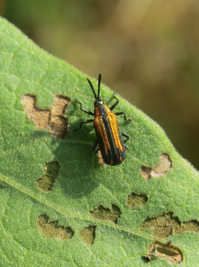 Pentispa