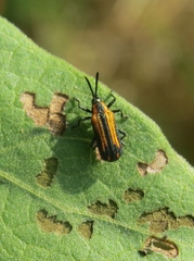 Pentispa vittatipennis