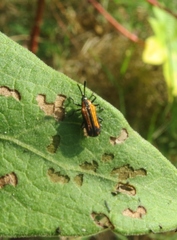 Pentispa vittatipennis