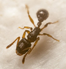 Tetramorium erectum