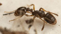 Tetramorium erectum