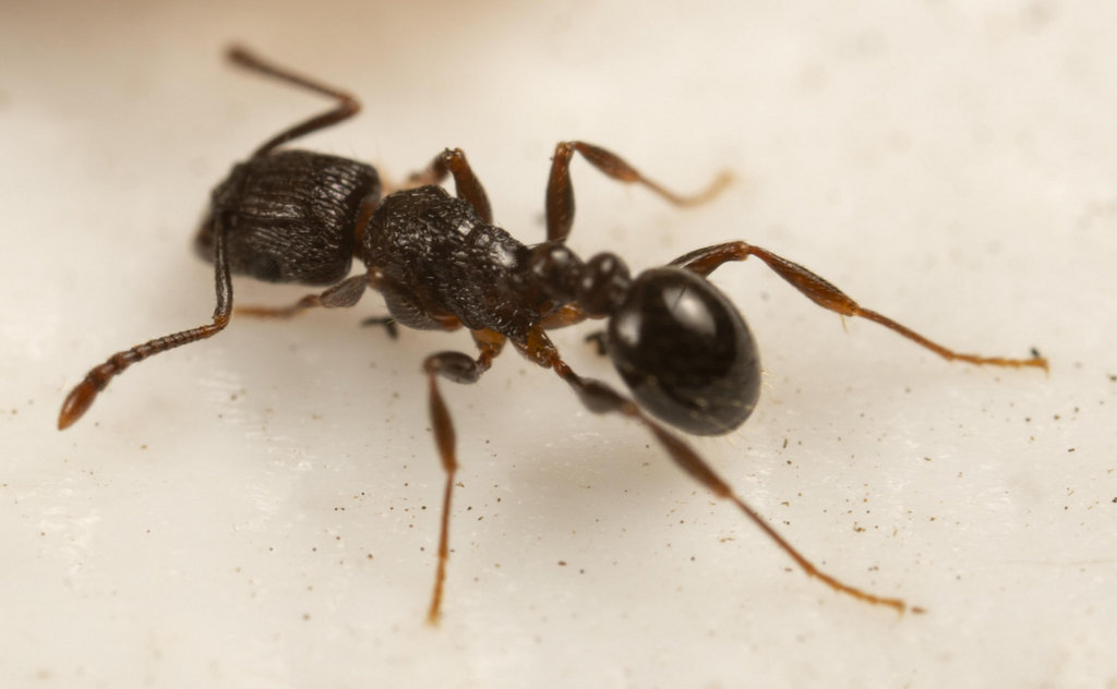 Grassi's Fierce ant