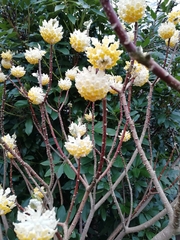 Edgeworthia