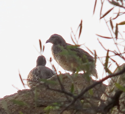 Hartlaub's Spurfowl (Pternistis hartlaubi), photo 4