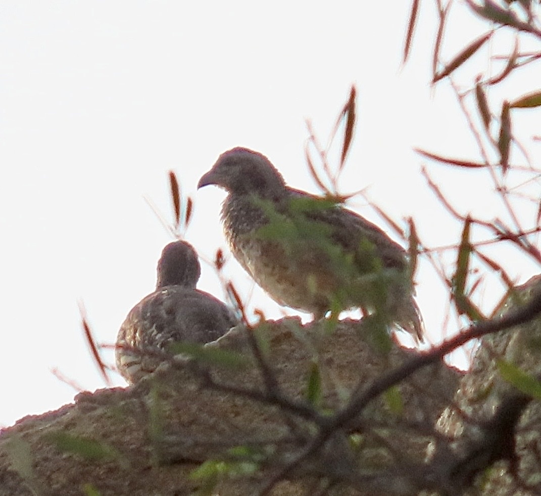 Hartlaub's Spurfowl (Pternistis hartlaubi), photo 3
