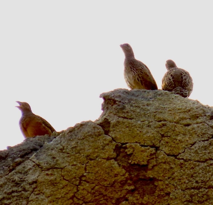 Hartlaub's Spurfowl (Pternistis hartlaubi), photo 4