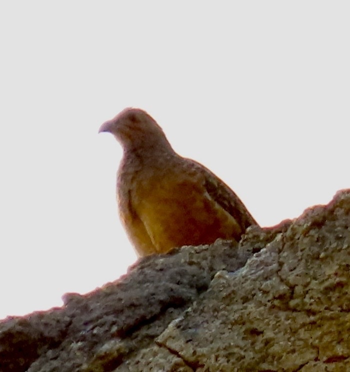 Hartlaub's Spurfowl (Pternistis hartlaubi), photo 5
