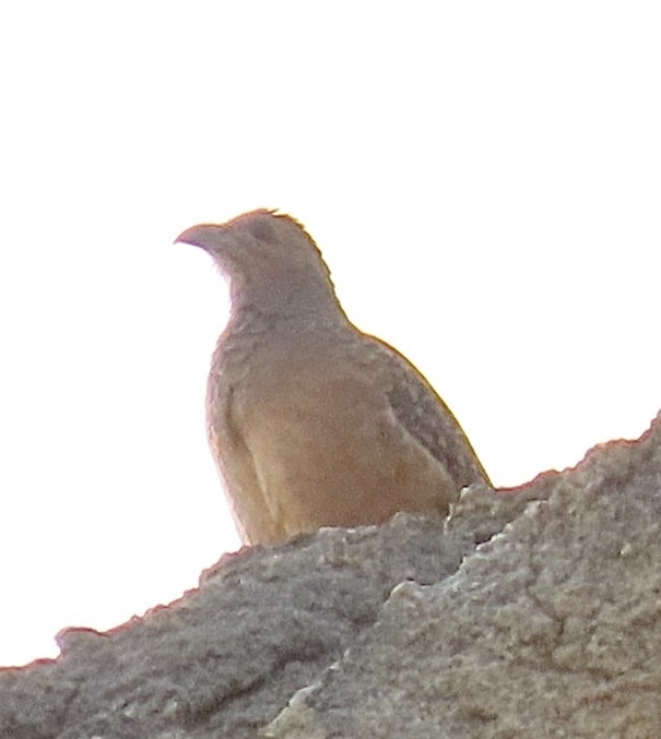 Hartlaub's Spurfowl (Pternistis hartlaubi), photo 6