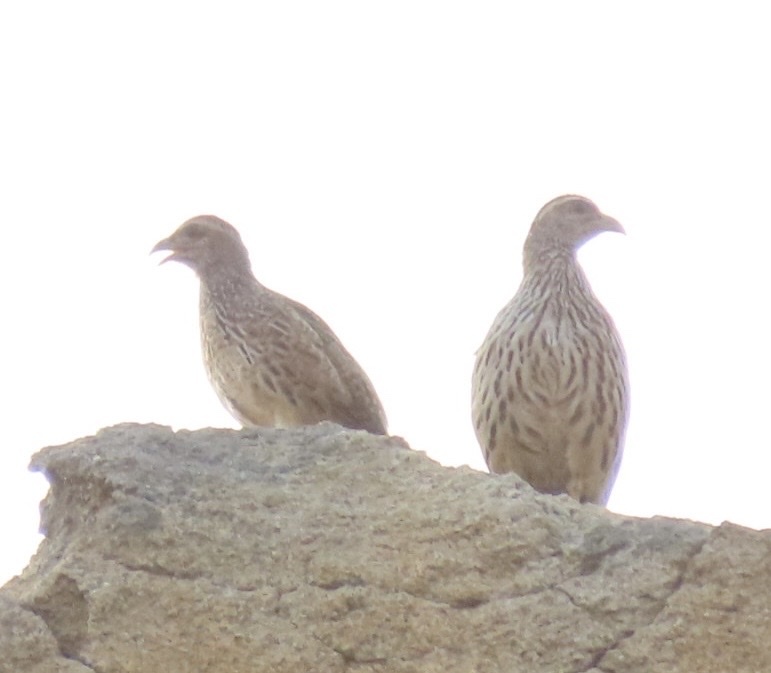 Hartlaub's Spurfowl (Pternistis hartlaubi), photo 2