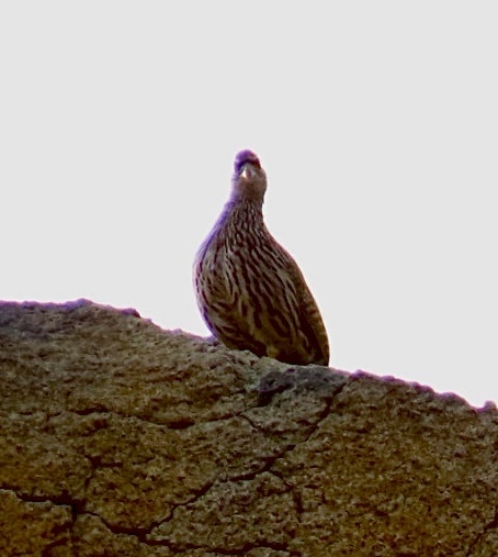 Hartlaub's Spurfowl (Pternistis hartlaubi), photo 1