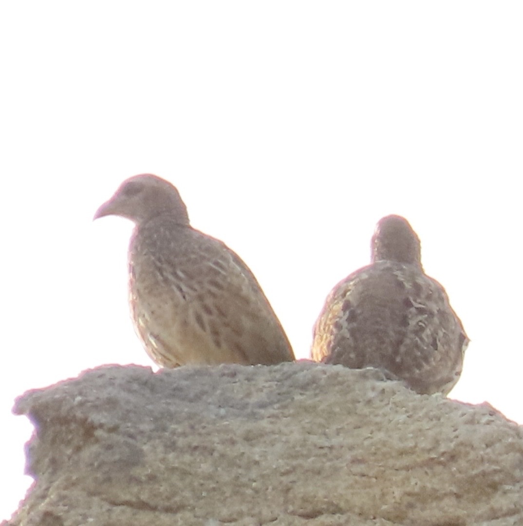 Hartlaub's Spurfowl (Pternistis hartlaubi), photo 7
