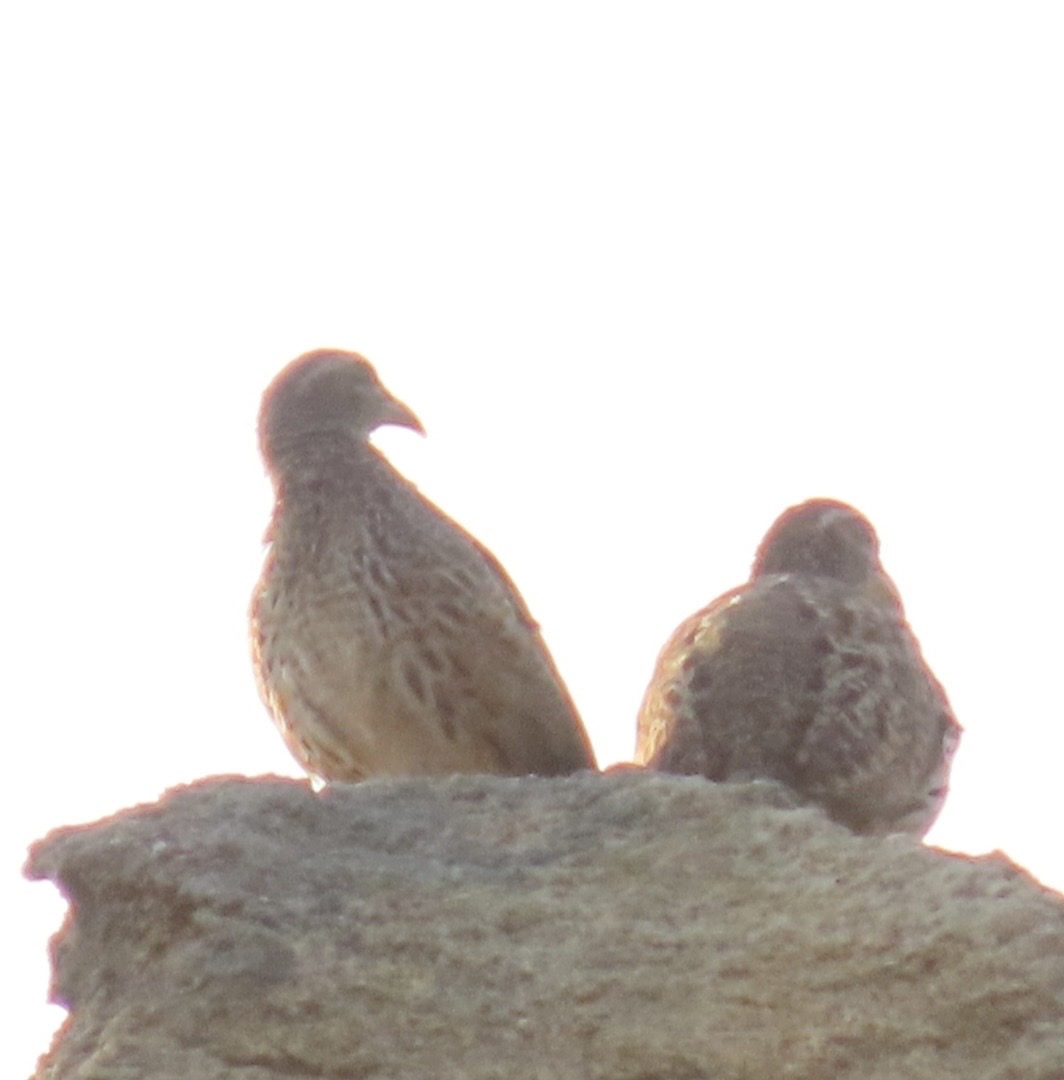 Hartlaub's Spurfowl (Pternistis hartlaubi), photo 8
