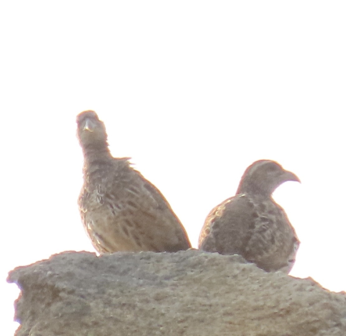 Hartlaub's Spurfowl (Pternistis hartlaubi), photo 9