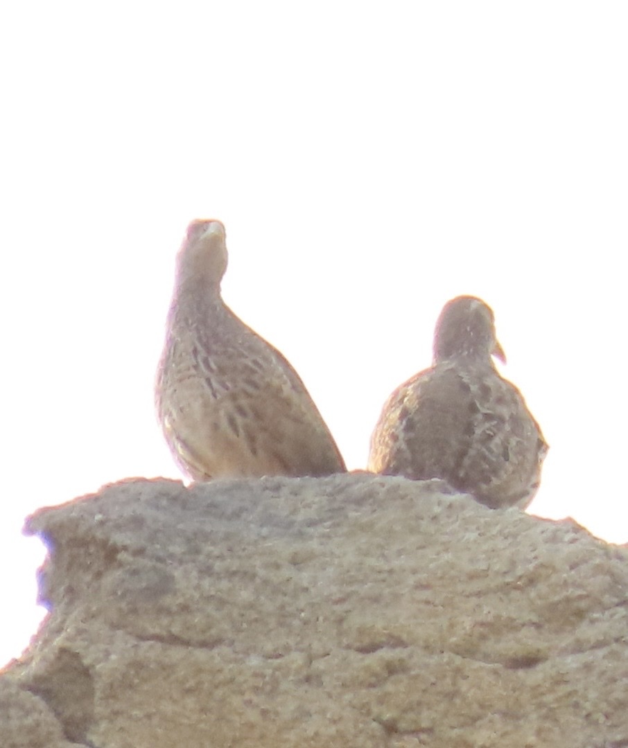 Hartlaub's Spurfowl (Pternistis hartlaubi), photo 10