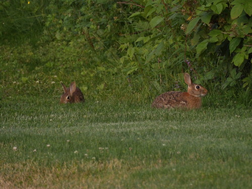 Eastern Cottontail observed by swords
