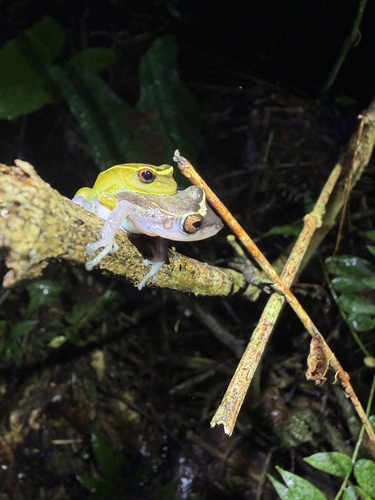 Yasuni Rain Frog, Pristimantis aureolineatus