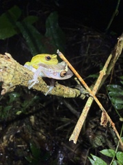 Yasuni Rain Frog