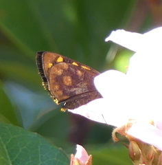 Metisella metis paris