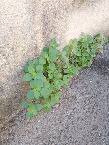 pellitory-of-the-wall
