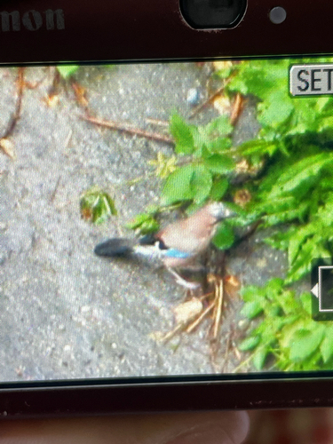 Eurasian Jay