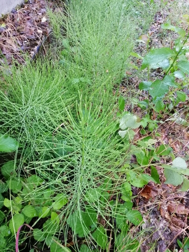 field horsetail