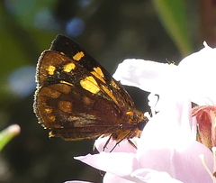 Metisella metis paris